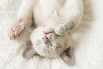 beige burmese kitten sleeps on a pillow