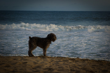 Perro schnauzer contemplando la playa
