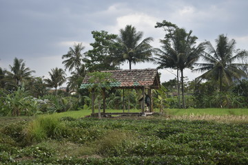 Fototapeta na wymiar house in the village