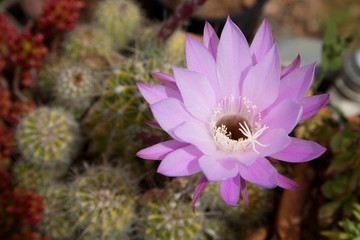 Echinopsis cactus succulent purple pink flower