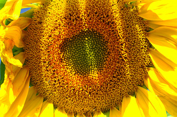 sunflower
