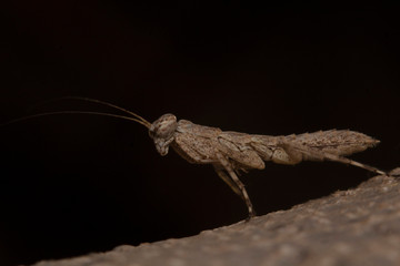 Baby Bark Mantis, species of praying mantis with camouflage resembling tree bark