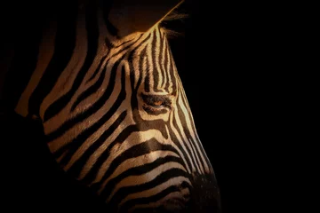Fotobehang Zebra Detail portret zebra in zwart