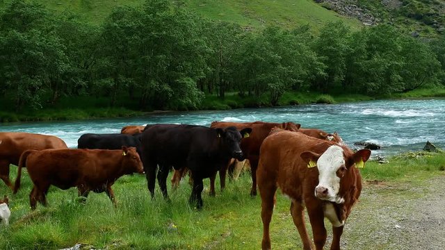Cattle, cows, bulls, heifers and steers curiously looking at camera and grazing on green grass near a fast flowing blue river with white water rapids in a mountain valley in Norway on a cloudy day.
