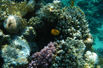 Colorful tropical fish swim among corals in the Red Sea, Egypt