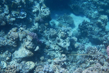 Fototapeta premium Colorful tropical fish swim among corals in the Red Sea, Egypt