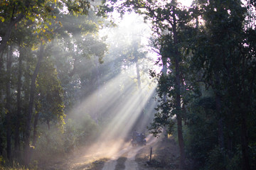 Sun rays coming through the forest canopy, India