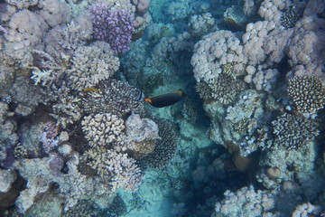 Colorful tropical fish swim among corals in the Red Sea, Egypt