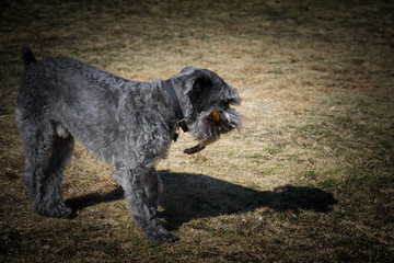 Perro Schnauzer jugando en el campo