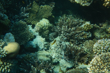 Naklejka na ściany i meble Colorful tropical fish swim among corals in the Red Sea, Egypt