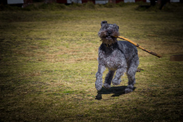 Perro Schnauzer jugando en el campo