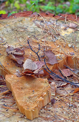 saw cut tree with dry leaves