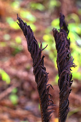 dry fern leaves