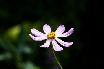 Obraz premium Purple Comos Flower