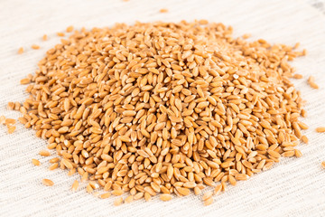 Wheat grains