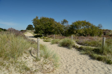 The Heather trail near Studland beach on the Dorset coast in South England