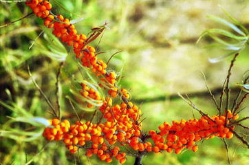 branches with sea buckthorn berries