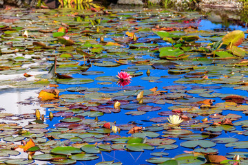 Beautiful garden pond with blooming white and pink water lilies