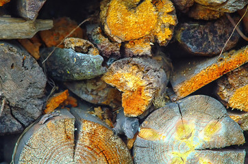 old woodpile