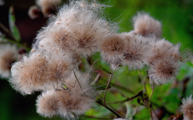 blooming burdock against the sky