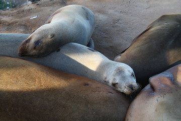 Sleeping Seals