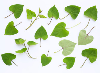 Fototapeta premium Japanese sweet potato leaves on white