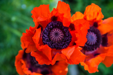 Red poppies in the garden. Selective focus.