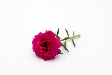 bouquet of pink roses isolated on white background