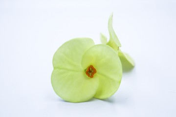 green apple with leaves