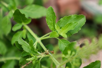 green plant in the garden