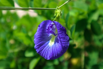 blue flower in the garden