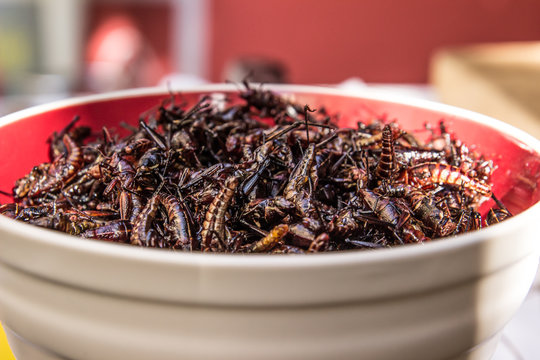 Plato De Chapulines