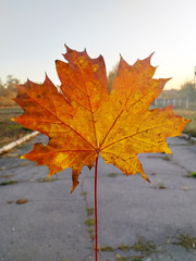 Maple leaf