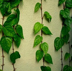 Green betel leaves  and herbs climbing on a concrete wall.