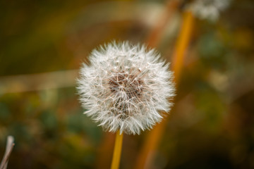 A dandelion with blurry background, seen in Askam-in-Furness, Cumbria, England, UK