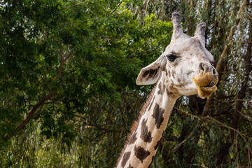 Giraffe with tongue out