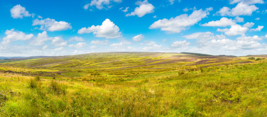 Fields of heather in Scotland