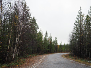 The lake and the beautiful pine forest