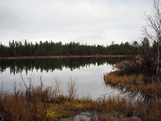 The lake and the beautiful pine forest