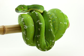 Morelia viridis phyton snake on bambu stick