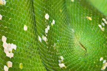 Morelia viridis phyton snake on bambu stick