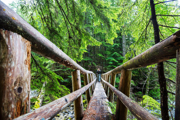 Bridge in the forest