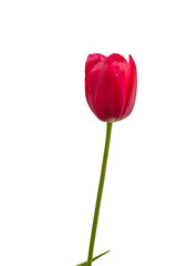 Blooming  tulip from simple late on a white background isolated