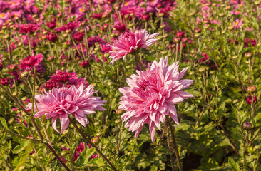 Fototapeta premium Chrysanthemum garden 