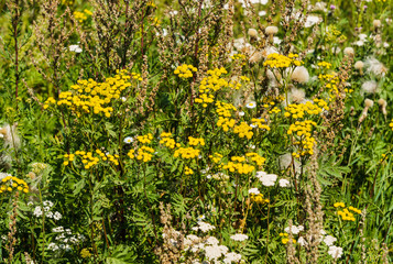 Yellow wild, medicinal tansy flowers in the field.