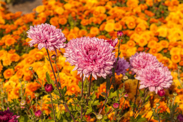 Chrysanthemum garden 