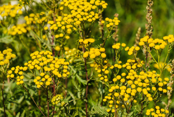 Yellow wild, medicinal tansy flowers in the field.
