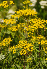 Obraz premium Yellow wild, medicinal tansy flowers in the field.