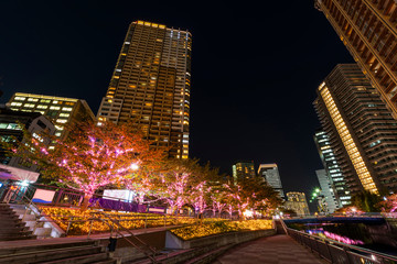 Obraz premium ピンク色に輝く目黒川のイルミネーション