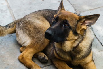 A young German shepherd puppy posing for the owner.